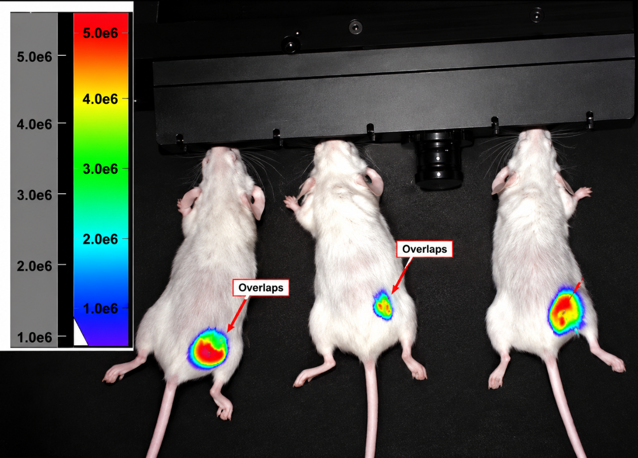Optical Molecular Imaging System